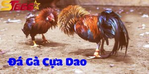 anh dai dien da ga cua dao