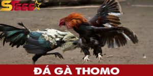 anh dai dien da ga thomo