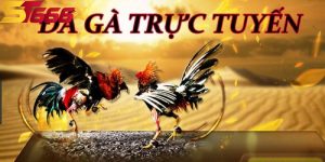 anh dai dien da ga truc tiep