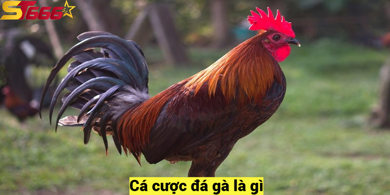 Cá cược đá gà là gì?