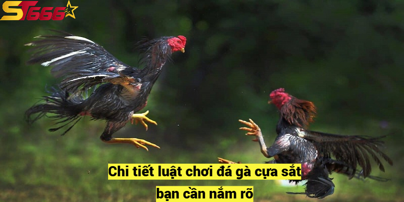 Chi tiết luật chơi đá gà cựa sắt bạn cần nắm rõ