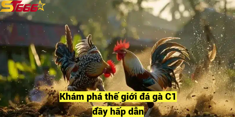 Khám phá thế giới đá gà C1 đầy hấp dẫn
