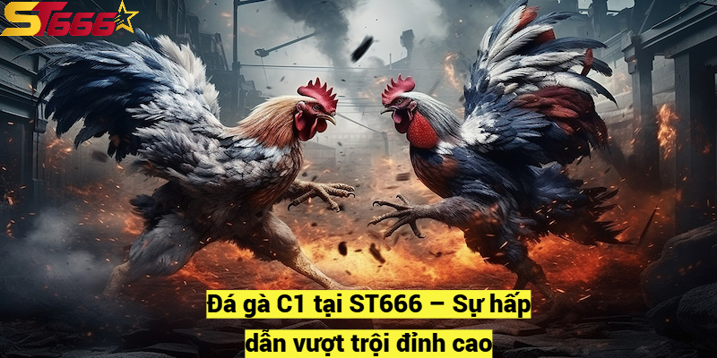 Đá gà C1 tại ST666 – Sự hấp dẫn vượt trội đỉnh cao
