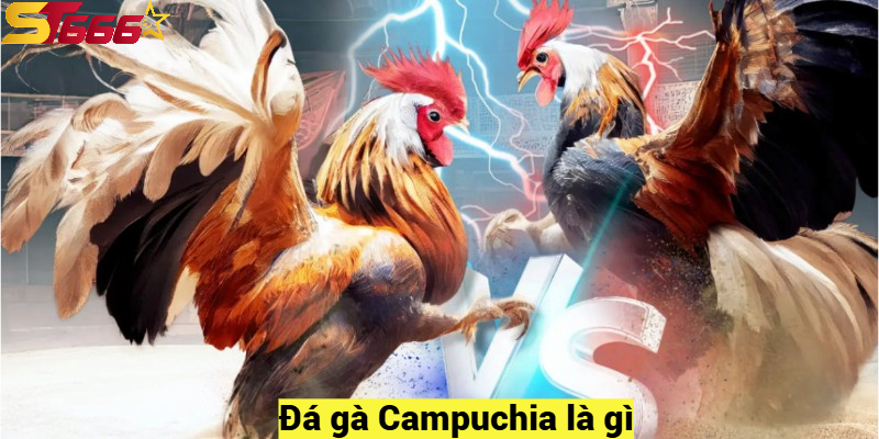 Đá gà Campuchia là gì?