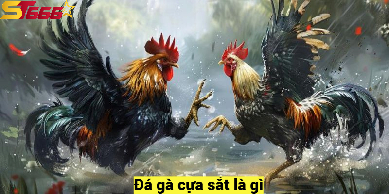 Đá gà cựa sắt là gì?