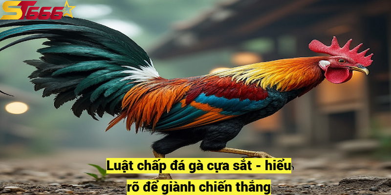 Luật chấp đá gà cựa sắt - hiểu rõ để giành chiến thắng