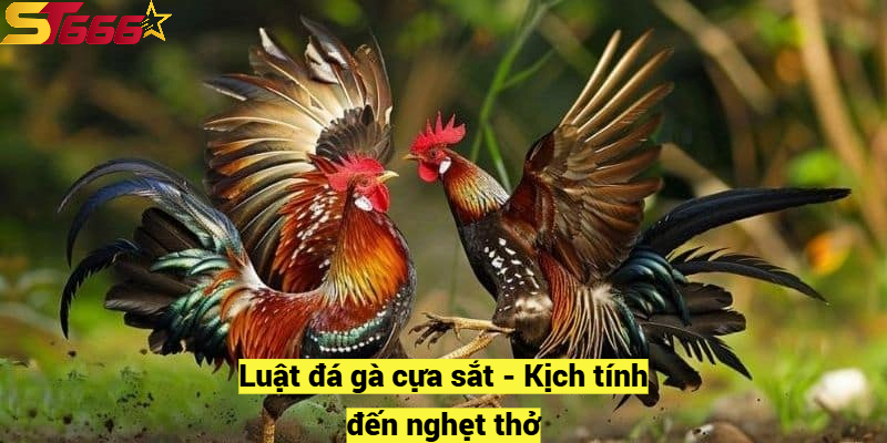 Luật đá gà cựa sắt - Kịch tính đến nghẹt thở