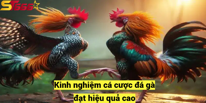 Kinh nghiệm cá cược đá gà đạt hiệu quả cao