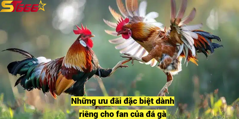 Những ưu đãi đặc biệt dành riêng cho fan của đá gà