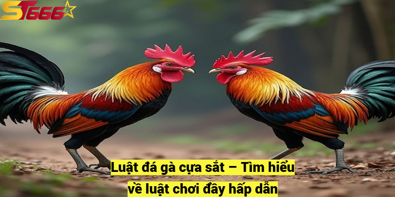 Luật đá gà cựa sắt – Tìm hiểu về luật chơi đầy hấp dẫn